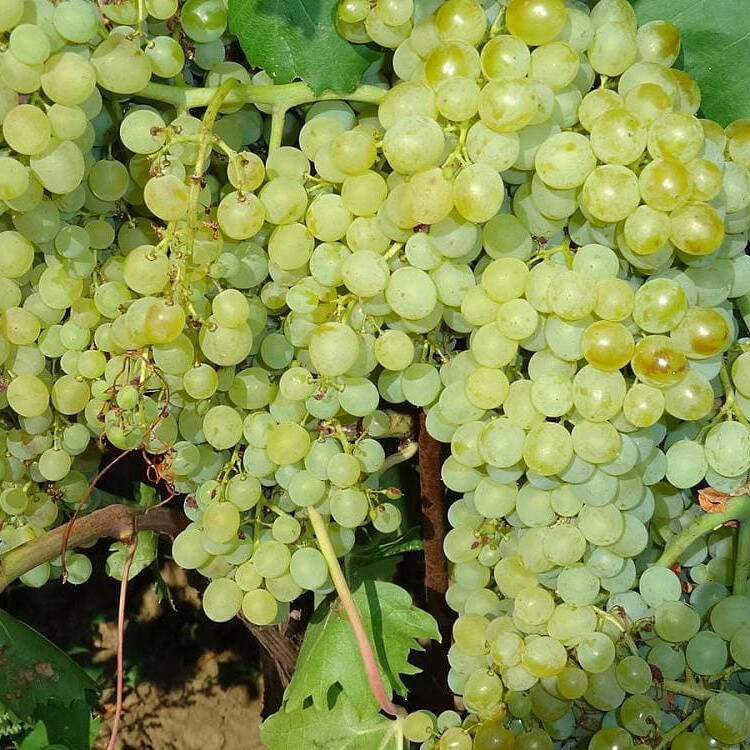 Виноград Кишмиш 346 – вид 3