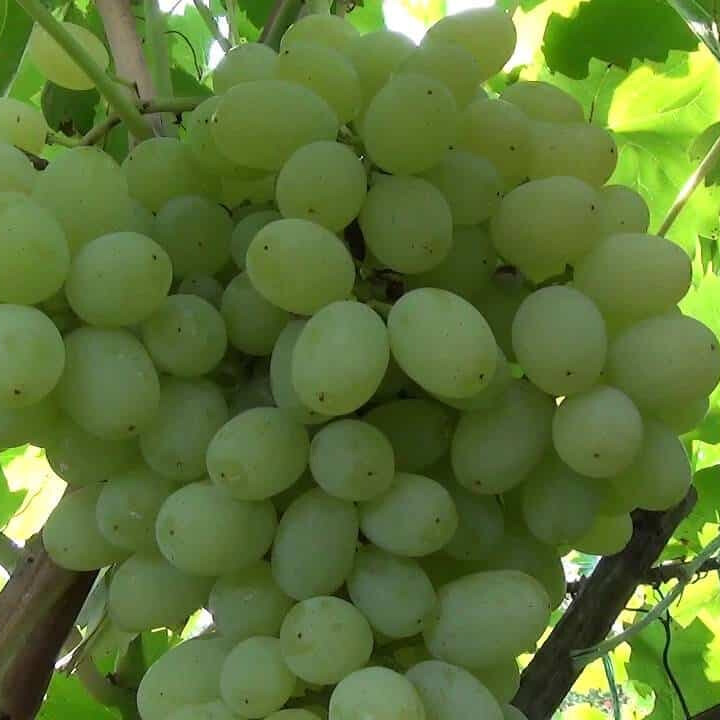 Виноград Кишмиш 344 – вид 4