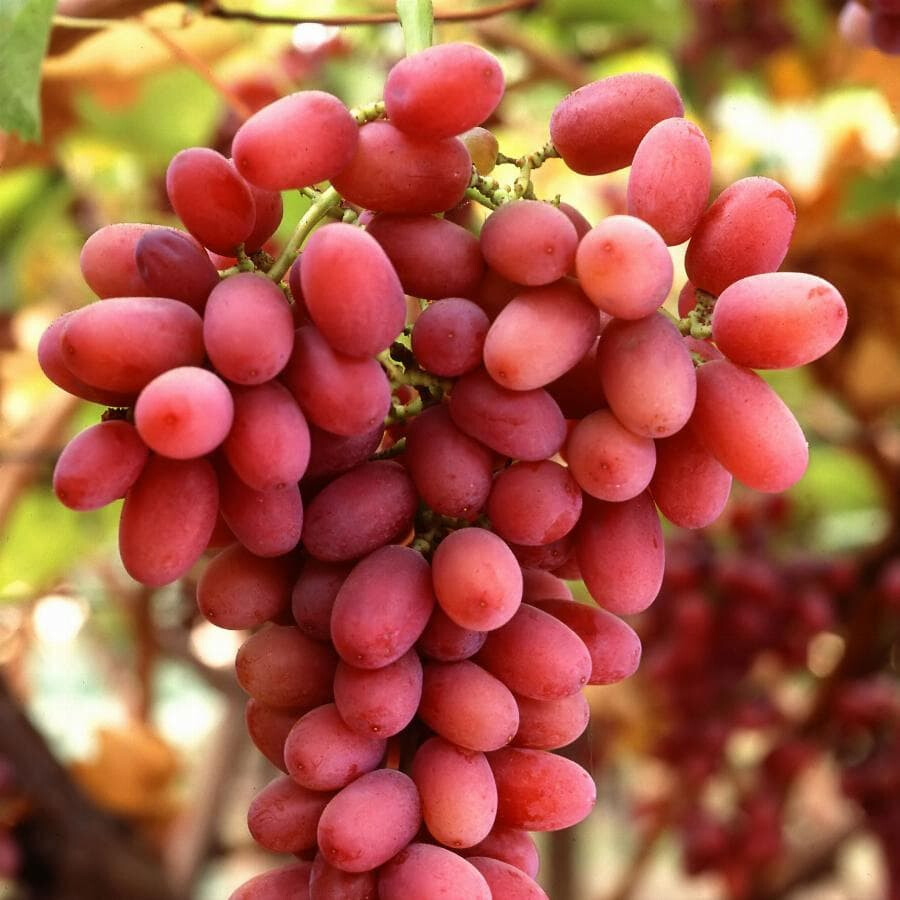 Виноград Кинг Руби – вид 4
