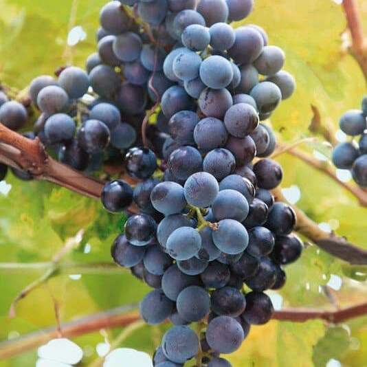 Виноград Каберне северный – вид 3