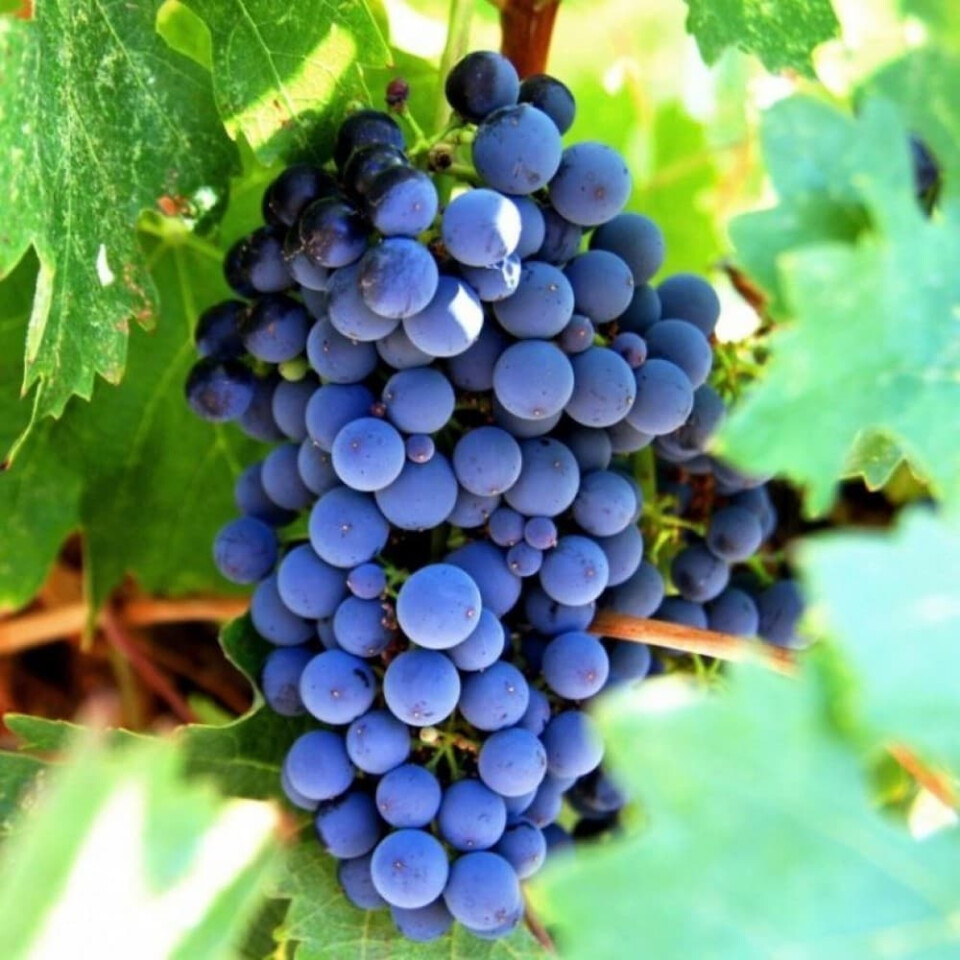 Виноград Изабелла – вид 3