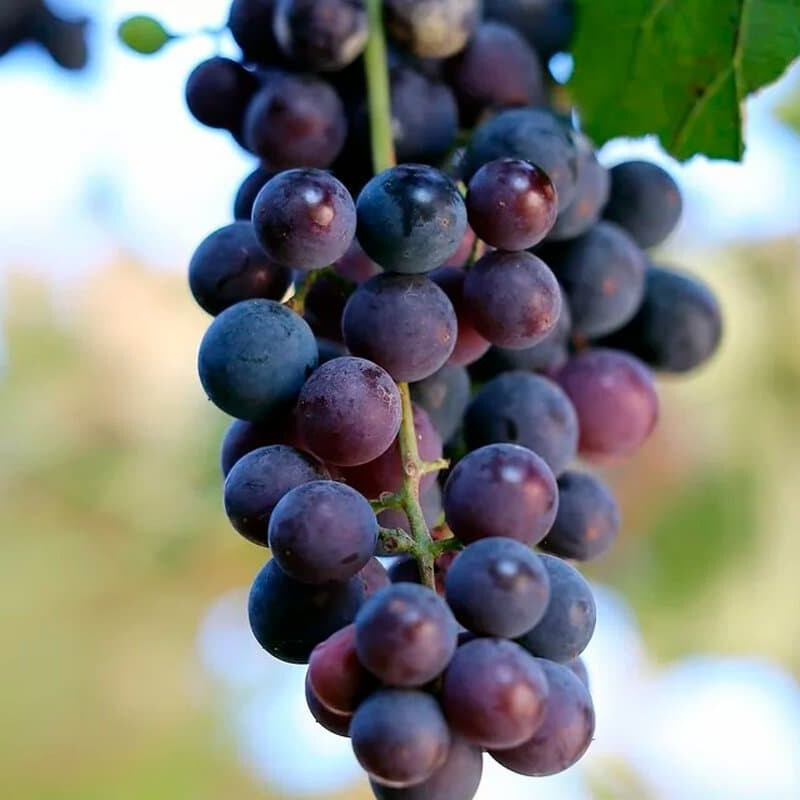 Виноград Изабелла – вид 4
