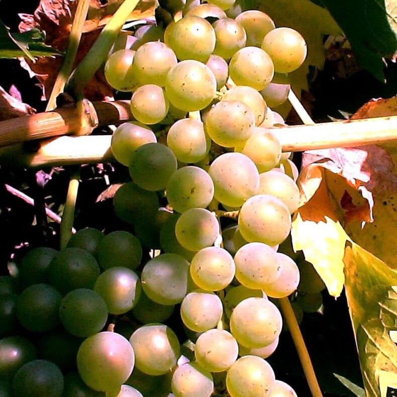 Виноград Бианка – вид 4
