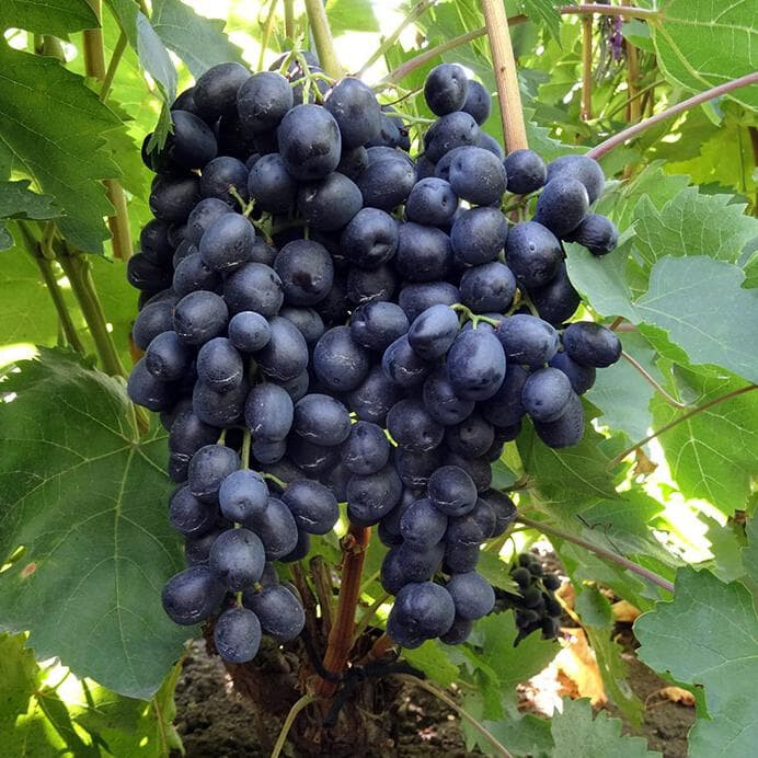 Виноград Аттика – вид 2