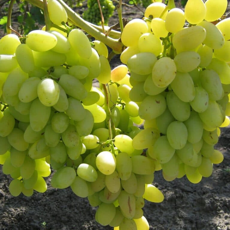 Виноград Аркадия – вид 4