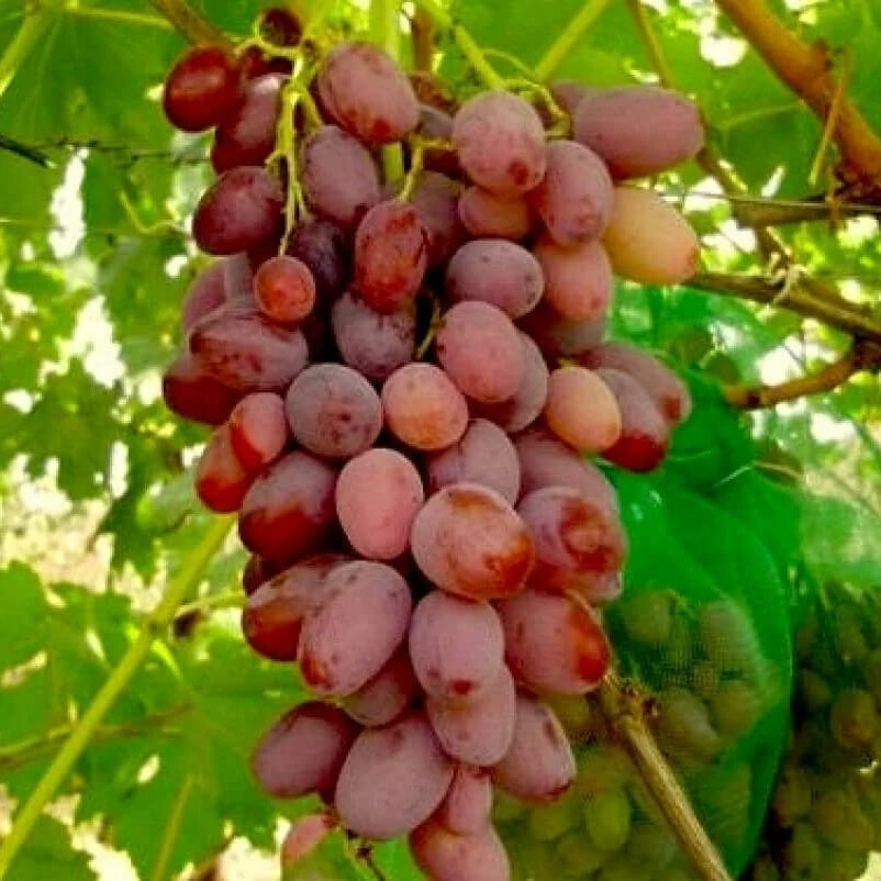Виноград Алан 3 – вид 3