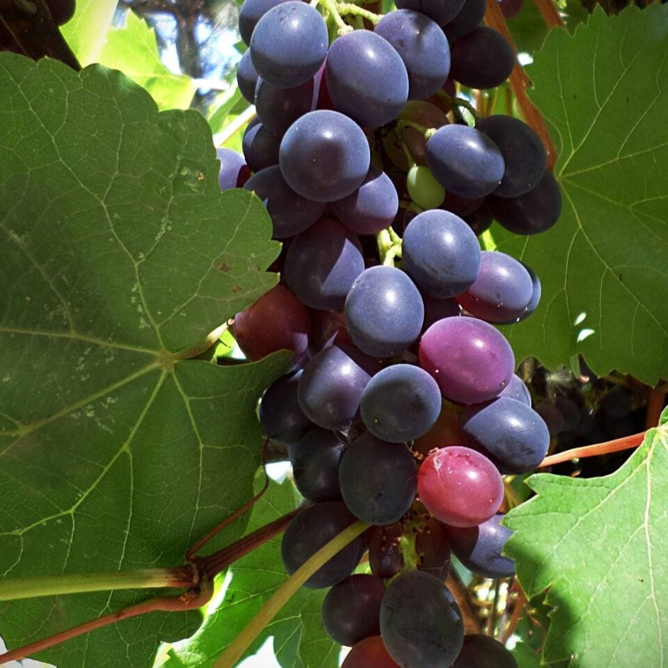 Виноград Августа – вид 3