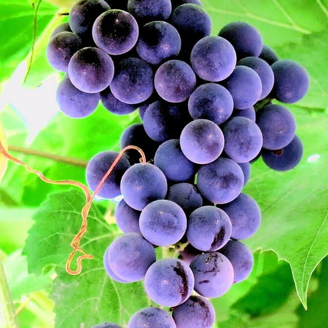 Виноград Августа – вид 4