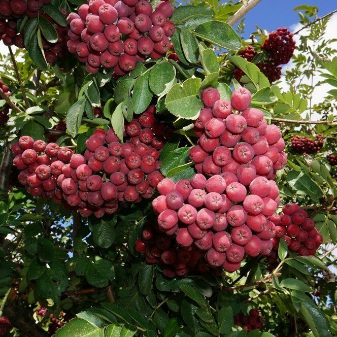 Арония плодовая рубиновая – вид 1