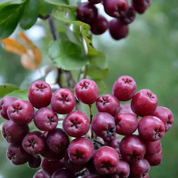 Арония плодовая рубиновая – вид 2