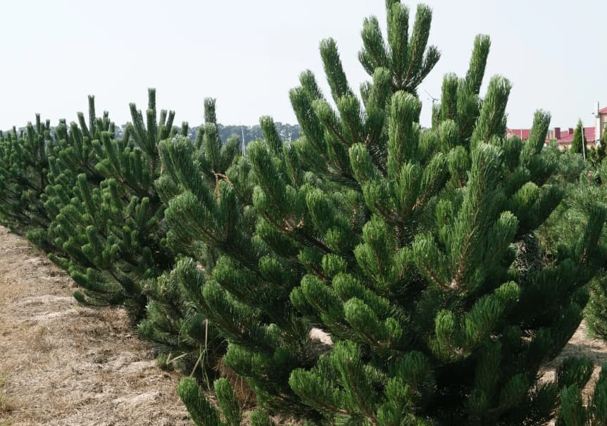 Сосна чёрная (Pinus nigra)