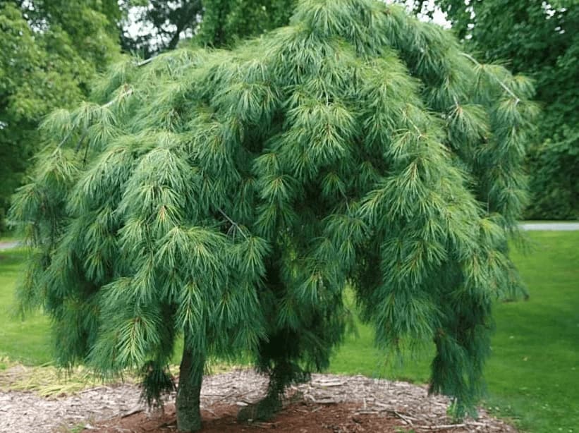 Сосна Веймутова (Pinus strobus)