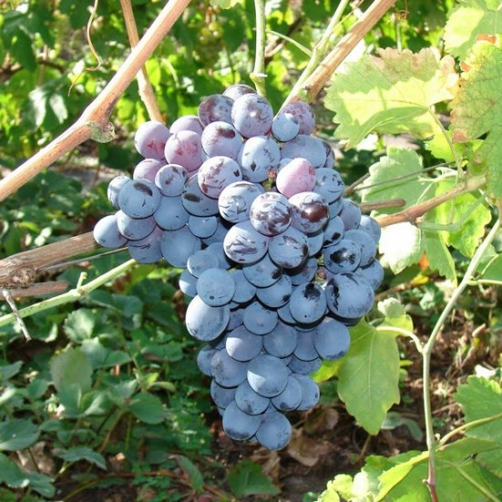 Виноград Альфа – вид 1
