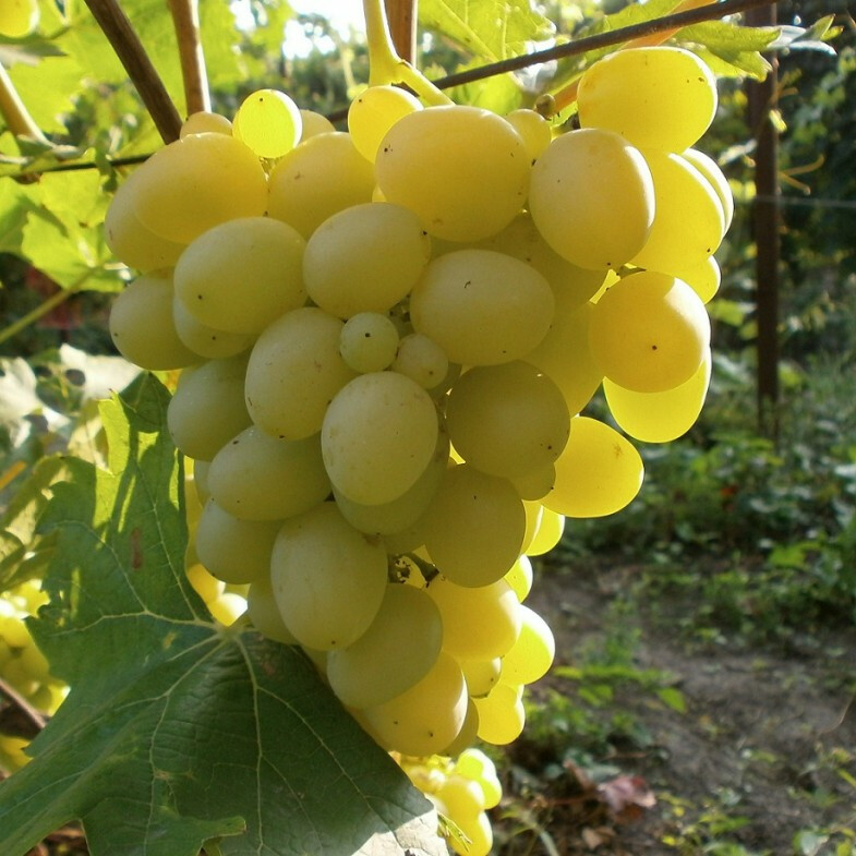 Виноград Аркадия – вид 1