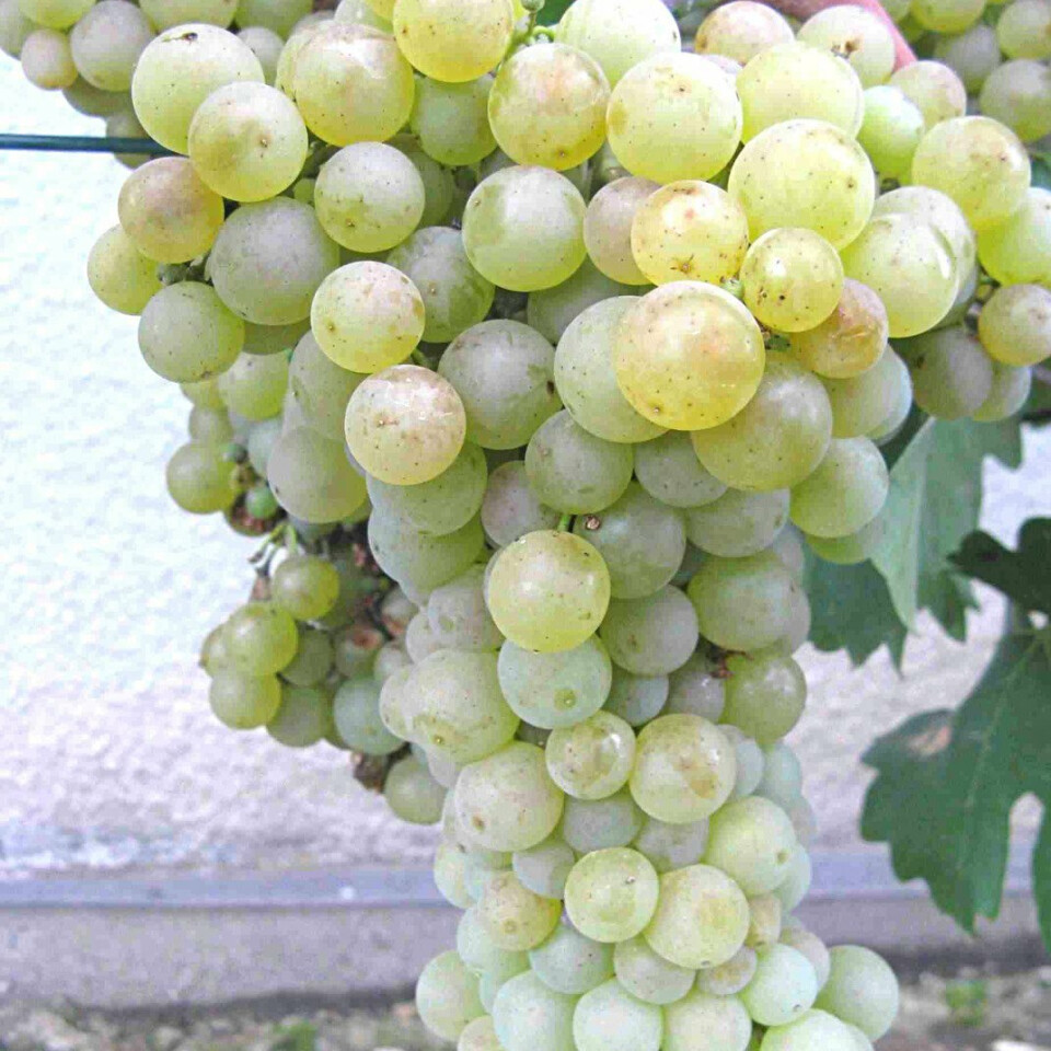 Виноград сабо