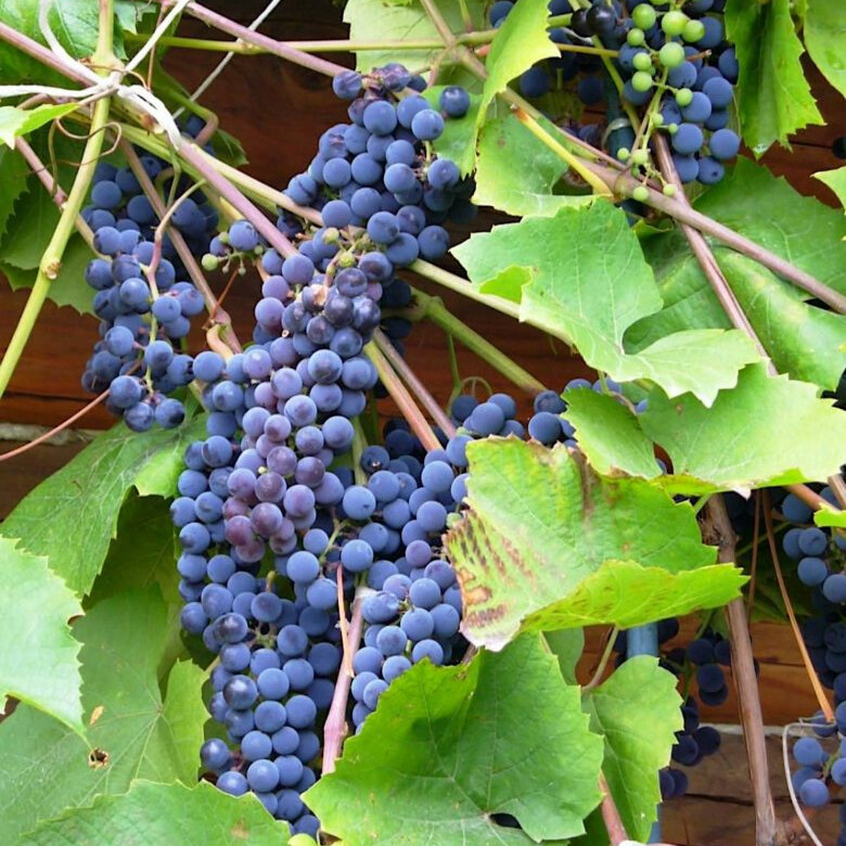 Виноград Изабелла – вид 1