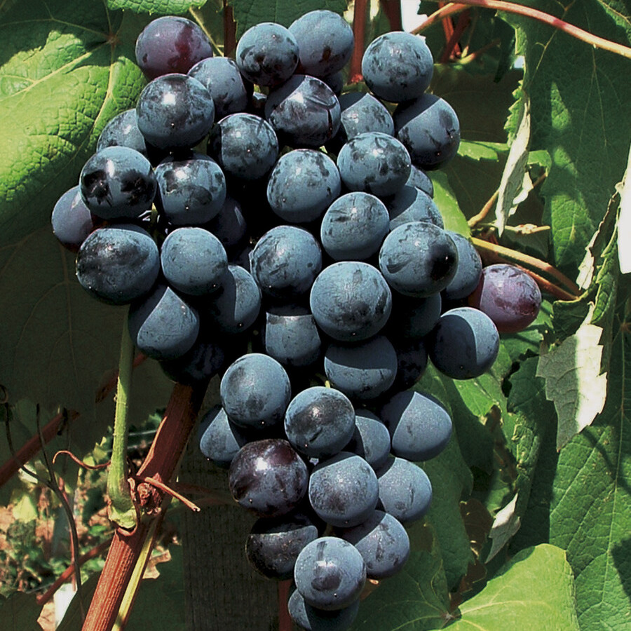Виноград Кембел – вид 1