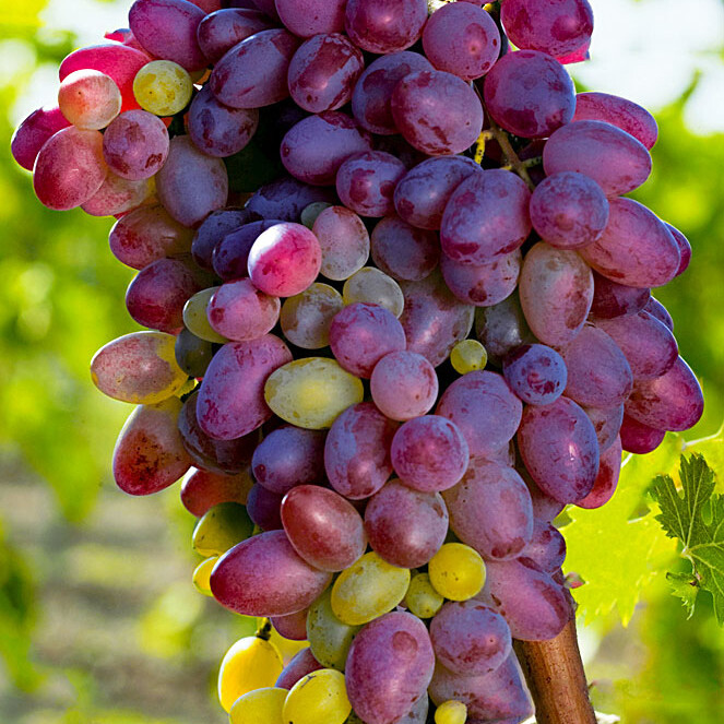 Виноград Красавица – вид 1