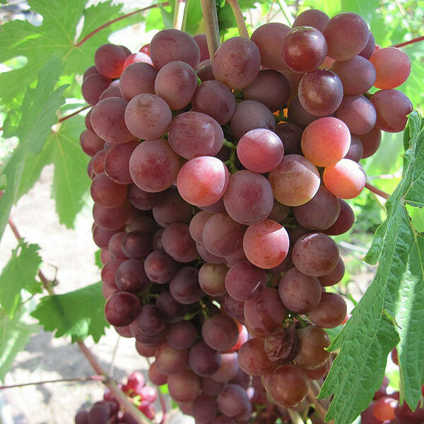 Виноград красный Мускат – вид 1