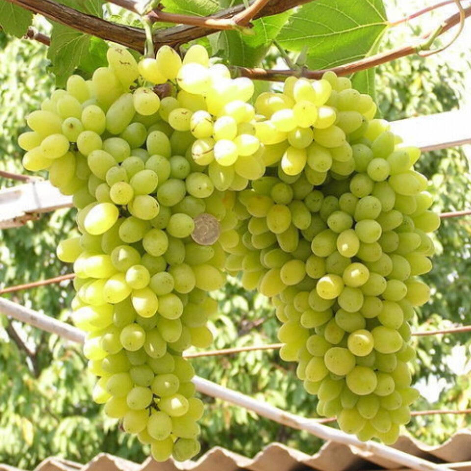 Виноград Лора – вид 1