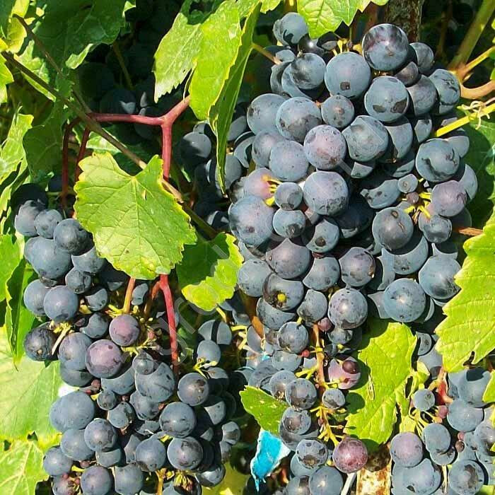 Виноград Мариновский – вид 1