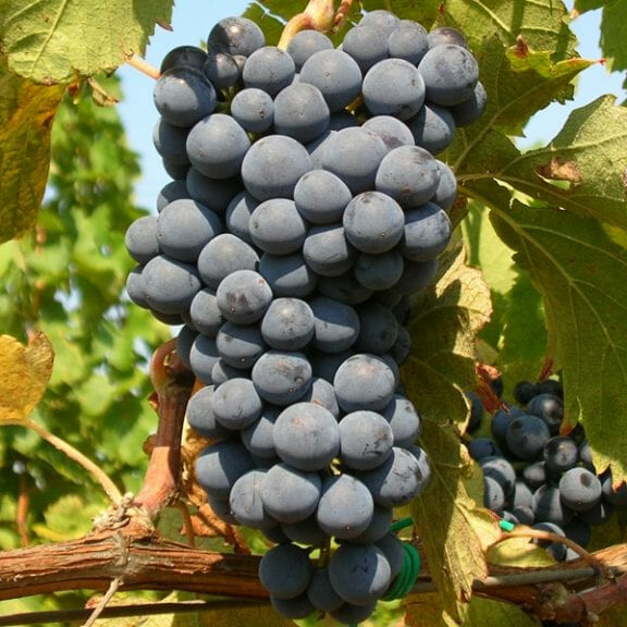 Виноград Неро – вид 1