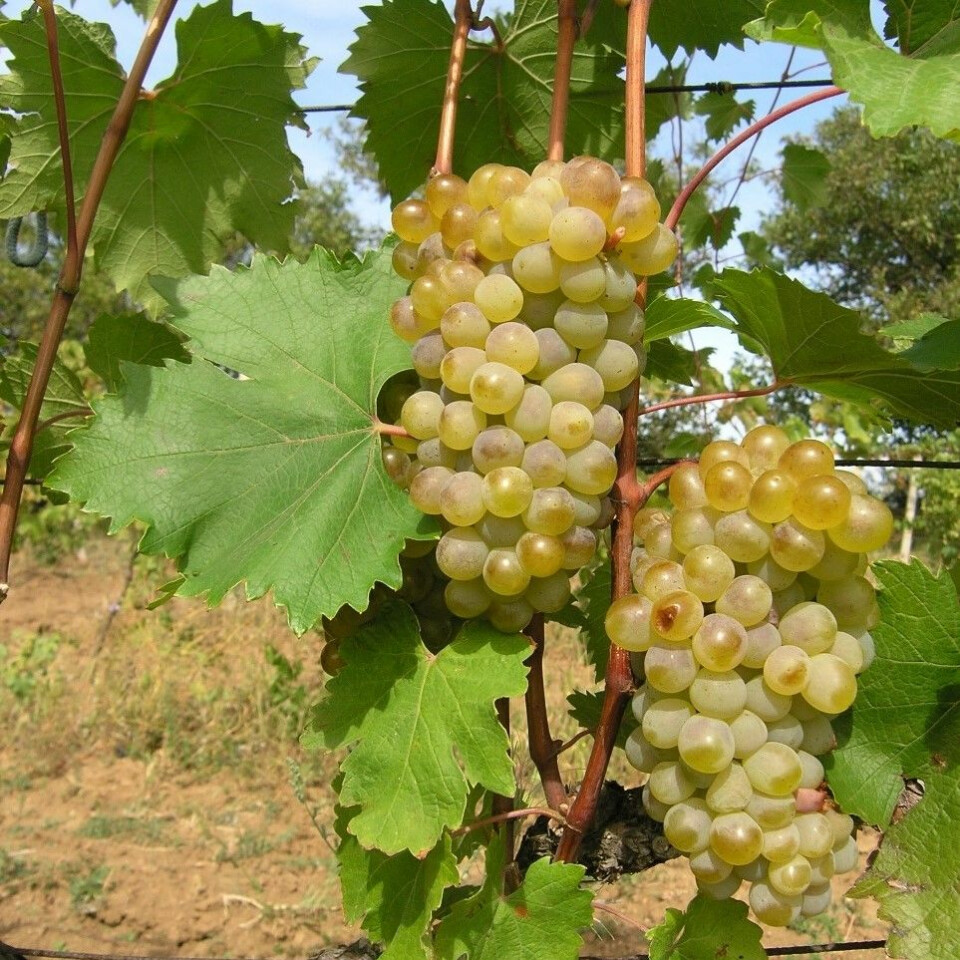 Виноград первенец Магарача – вид 1