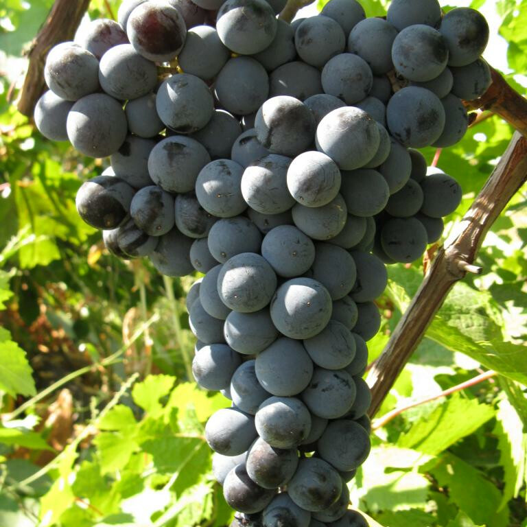 Виноград Цимлянский черный – вид 1