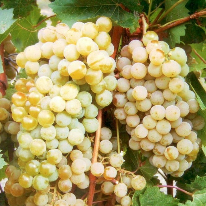 Виноград цитронный Магарача – вид 1