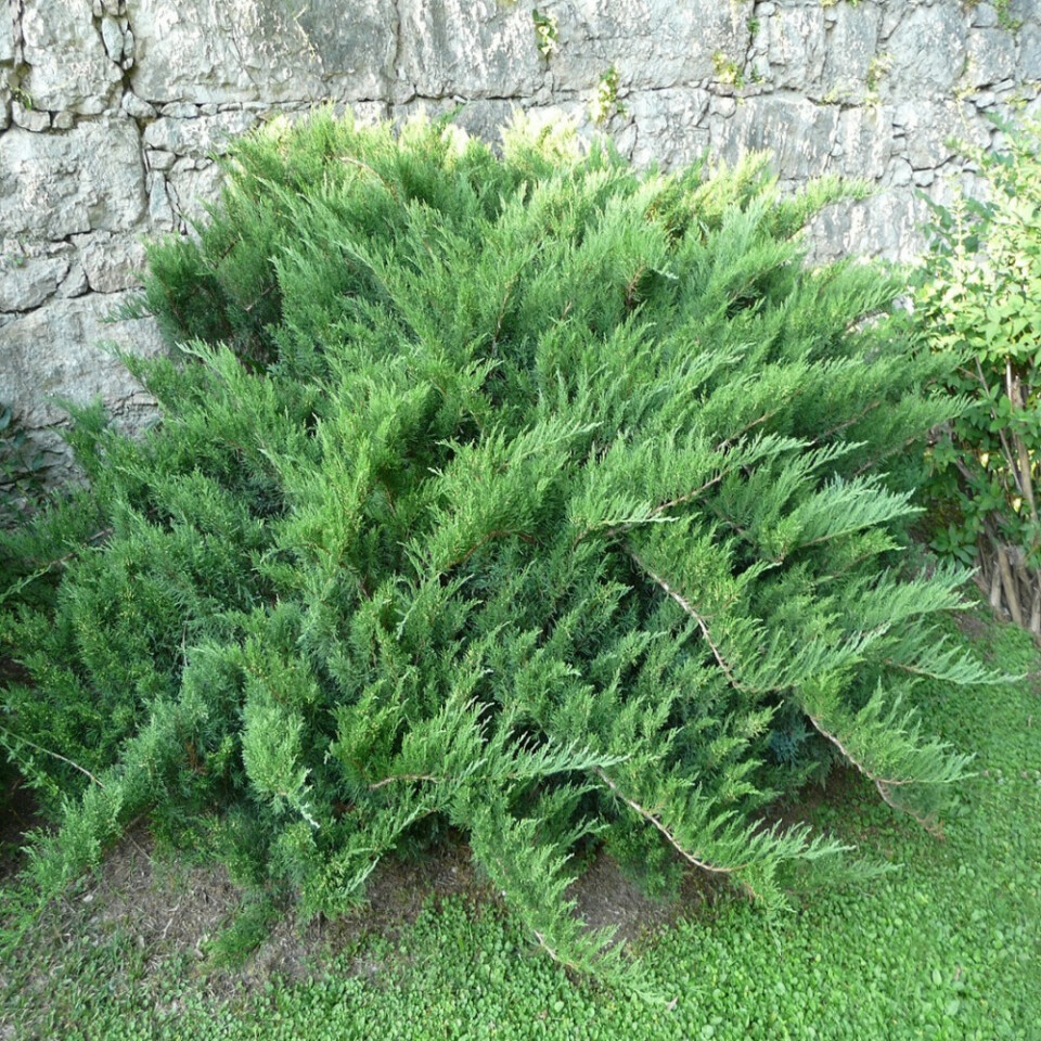 Можжевельник Казацкий (Juniperus sabina) – вид 1